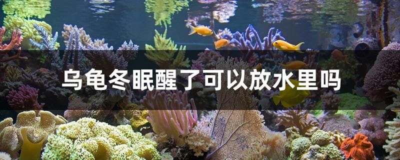 烏龜冬眠醒了可以放水里嗎 iwish愛唯希品牌魚缸 第1張