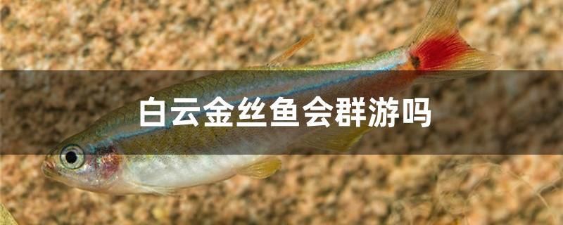 白云金絲魚會(huì)群游嗎 魚缸定做 第1張