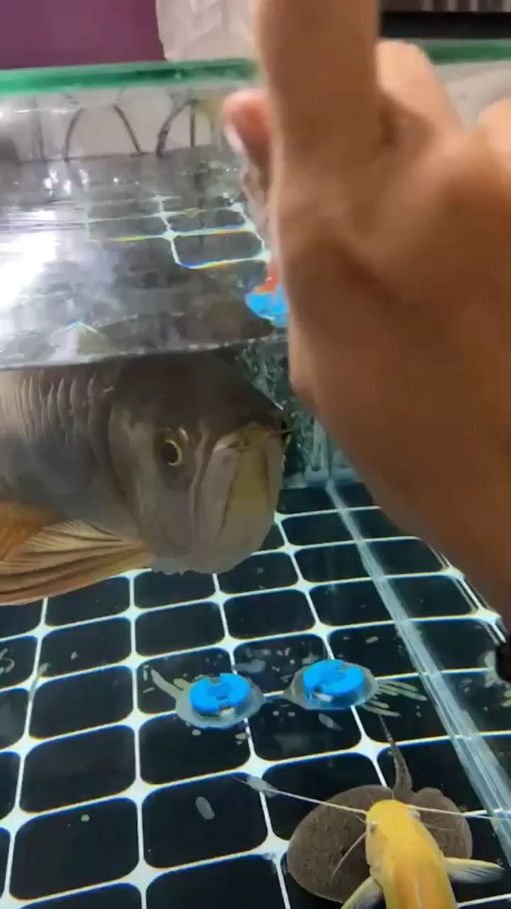 大魚缸清理水泵水管多少錢一米（為什么魚缸水泵進(jìn)水管內(nèi)壁有一層米白色粘膜） 細(xì)線銀版魚 第2張