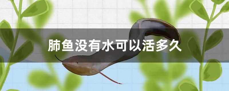 肺魚(yú)沒(méi)有水可以活多久