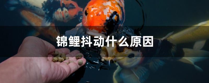 錦鯉抖動(dòng)什么原因 飛鳳魚苗 第1張