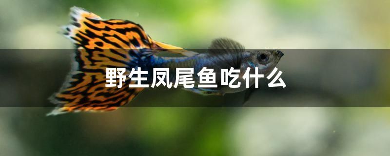 野生鳳尾魚吃什么