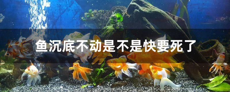 魚沉底不動是不是快要死了