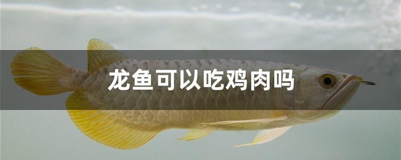 龍魚可以吃雞肉嗎