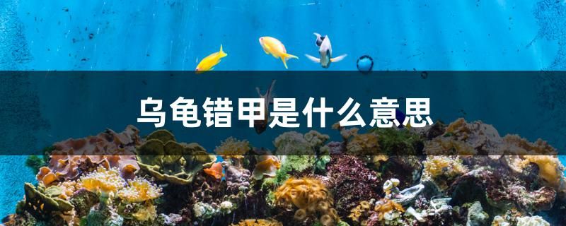 烏龜錯甲是什么意思 錦鯉魚 第1張