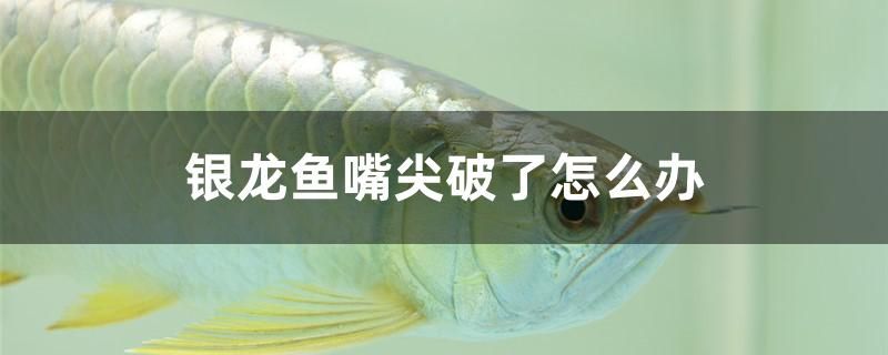 金龍魚是翹嘴嗎圖片欣賞（ 金龍魚嬌氣嗎） 黃金達(dá)摩魚