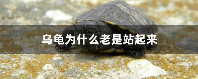 烏龜為什么老是站起來 觀賞魚飼料 第1張