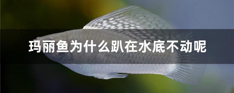 瑪麗魚為什么趴在水底不動(dòng)呢 廣州觀賞魚魚苗批發(fā)市場 第1張