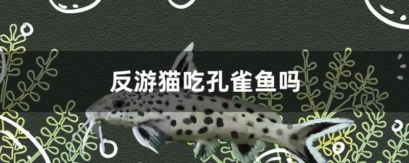 反游貓吃孔雀魚(yú)嗎