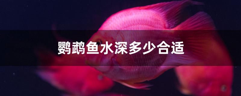 鸚鵡魚水深多少合適 龍魚批發(fā) 第1張