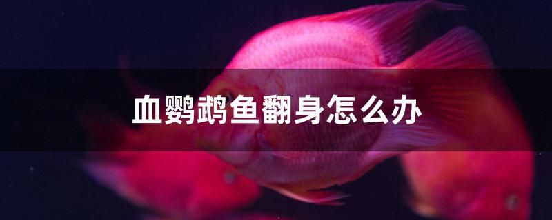 血鸚鵡魚翻身怎么辦