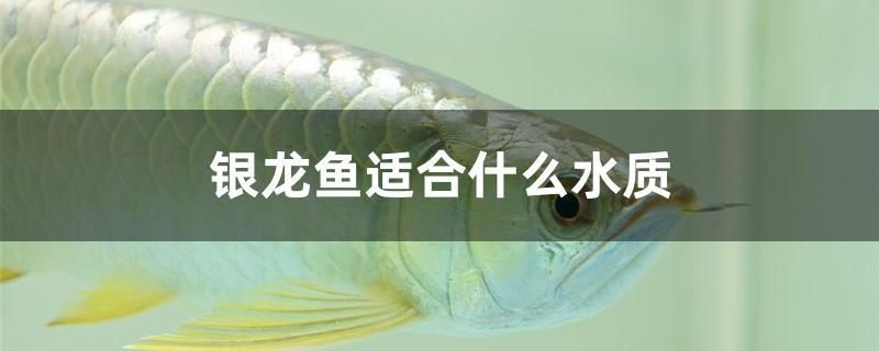 銀龍魚適合什么水質(zhì) 網(wǎng)上購買觀賞魚 第1張