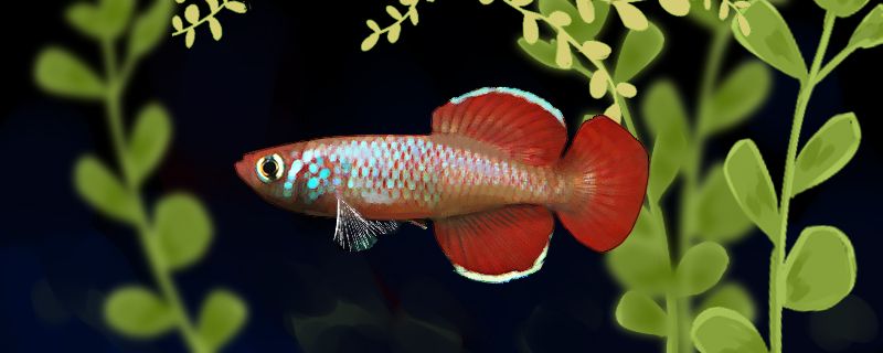 高氏紅圓尾鳉魚好養(yǎng)嗎怎么養(yǎng) 潛水艇魚 第1張