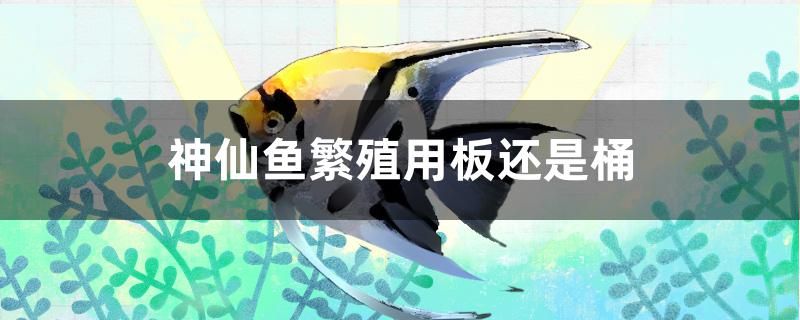 神仙魚繁殖用板還是桶 水族世界 第1張