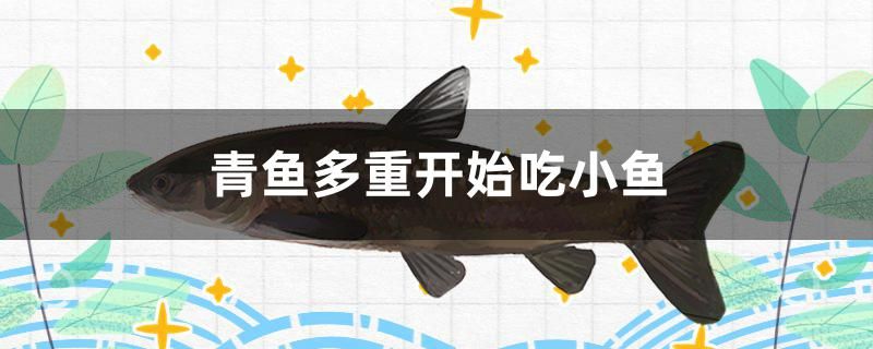 青魚(yú)多重開(kāi)始吃小魚(yú)