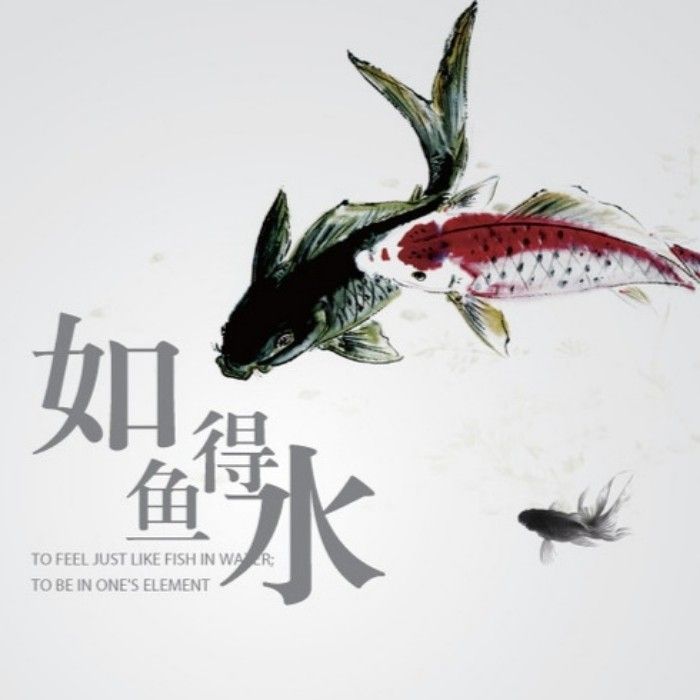 養(yǎng)魚者閑談！ 觀賞魚論壇 第1張