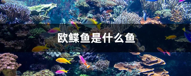 歐鰈魚是什么魚