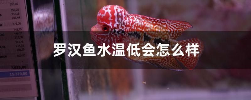 魚缸過濾器過濾材料擺放順序圖（ 魚缸過濾器材怎么用） 馬來西亞咖啡