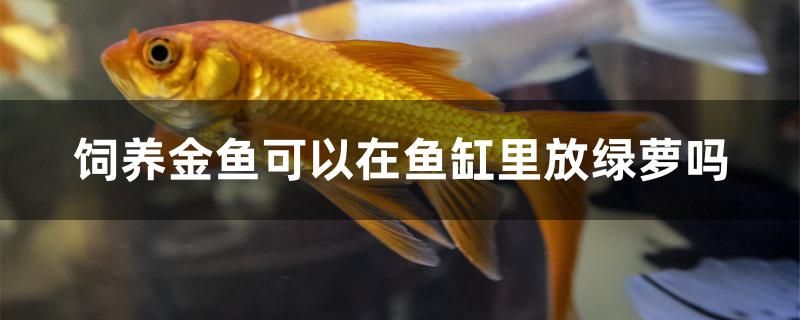 龍魚燈管品牌哪個(gè)好用（龍魚燈管品牌哪個(gè)好用一點(diǎn)） 廣州觀賞魚批發(fā)市場(chǎng)