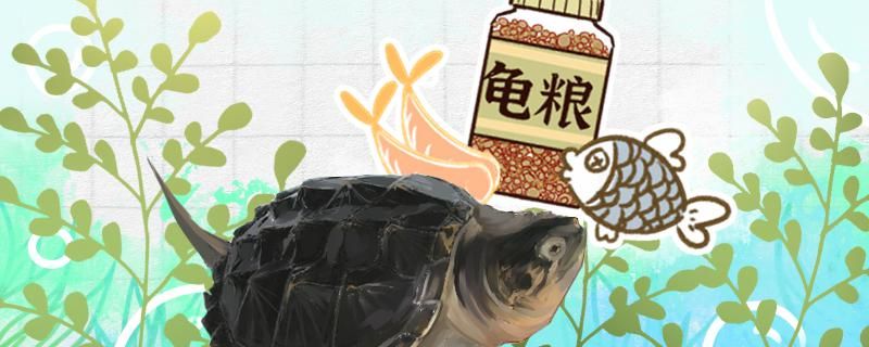 鱷龜喂多了會(huì)怎么樣如何正確投喂 水族周邊 第1張