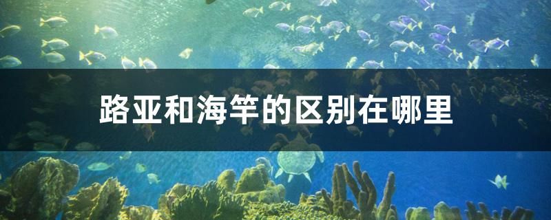 路亞和海竿的區(qū)別在哪里