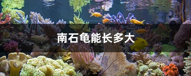 南石龜能長多大 野彩魚 第1張