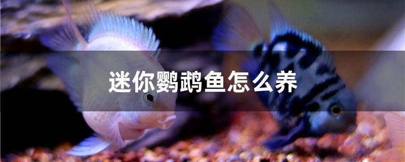 迷你鸚鵡魚(yú)怎么養(yǎng)