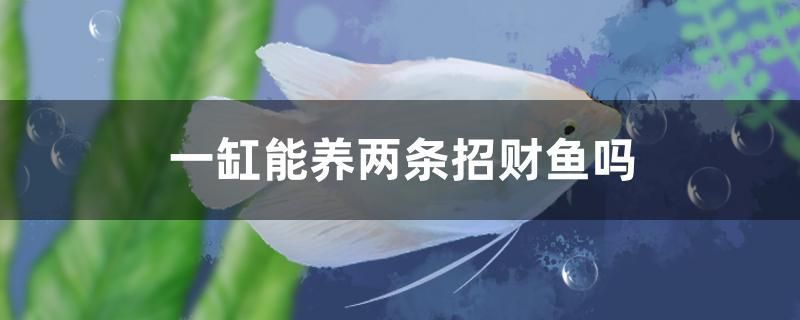 一缸能養(yǎng)兩條招財魚嗎 祥龍水族醫(yī)院 第1張