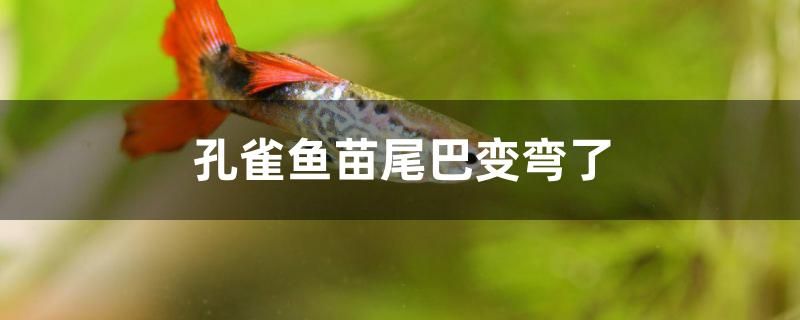 魚(yú)缸水質(zhì)發(fā)白怎么處理方法圖解 魚(yú)缸水質(zhì)發(fā)白怎么處理方法圖解視頻