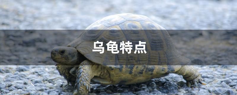 烏龜特點(diǎn)