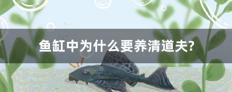 魚缸中為什么要養(yǎng)清道夫？