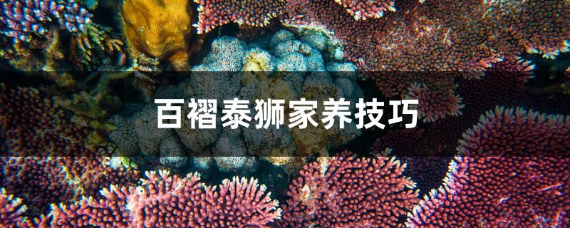 百褶泰獅家養(yǎng)技巧 稀有金龍魚(yú) 第1張