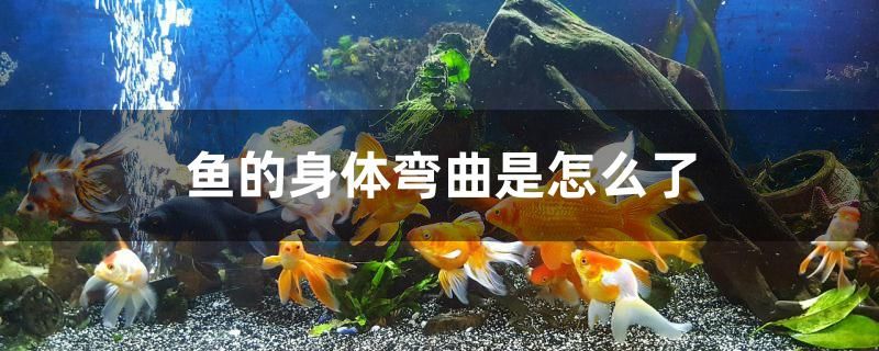 魚(yú)的身體彎曲是怎么了 定時(shí)器/自控系統(tǒng) 第1張