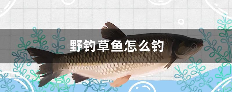 野釣草魚怎么釣