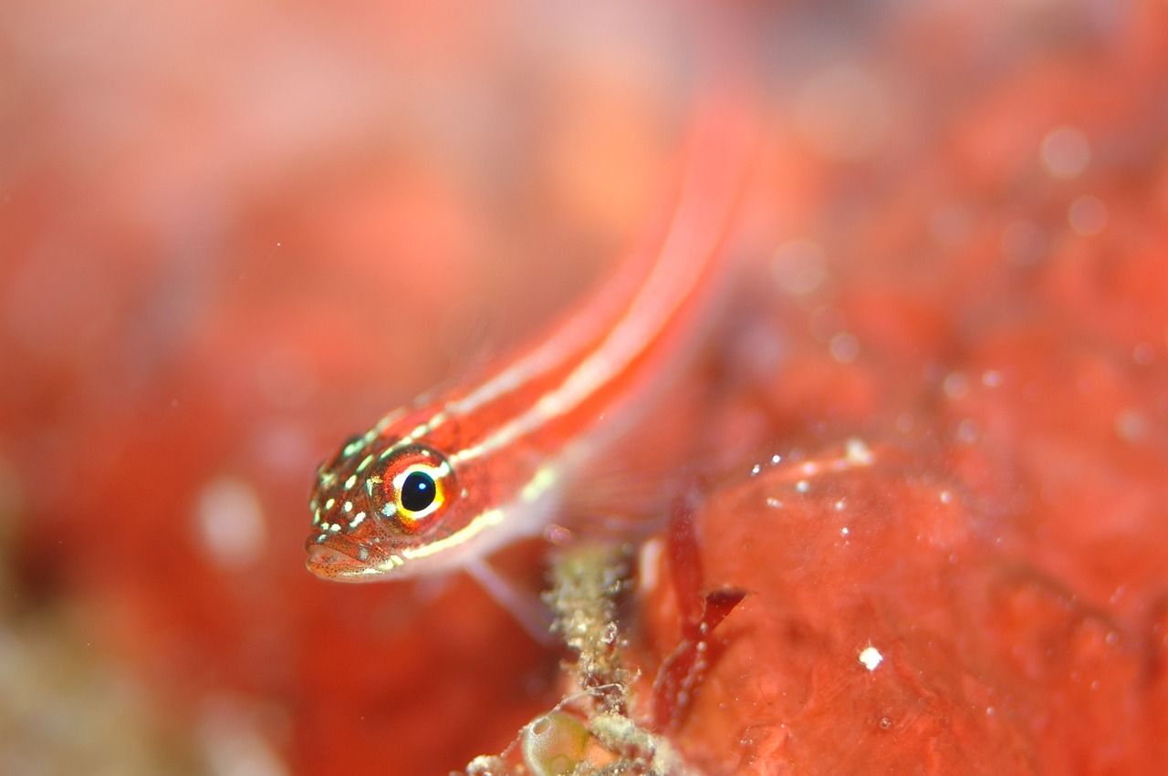 錦州哪里有水族館 錦州哪里有水族館開放