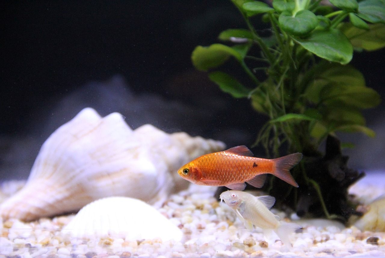 魚缸的彩色石頭有毒嗎（魚缸的彩色石頭有毒嗎圖片） 麥肯斯銀版魚 第1張