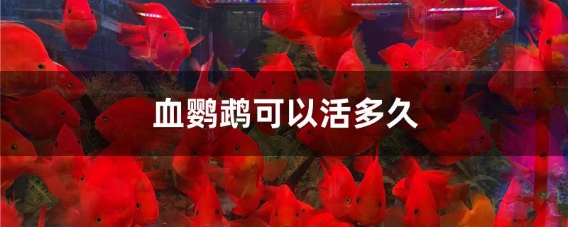 血鸚鵡可以活多久 非洲金鼓魚 第1張