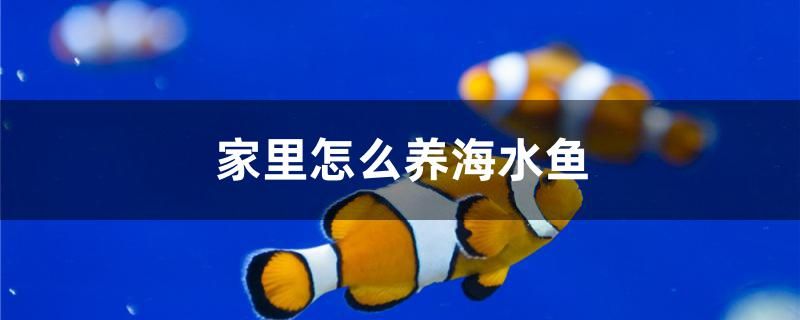 家里怎么養(yǎng)海水魚 女王大帆魚苗 第1張