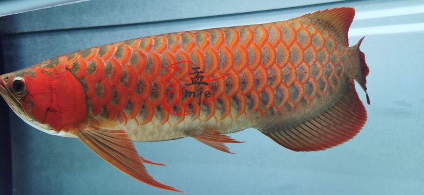 孟吉爾～萬吉，河北魚友飼養(yǎng)反饋 觀賞魚論壇 第2張