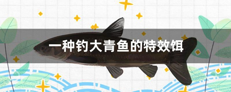 一種釣大青魚的特效餌怎么做