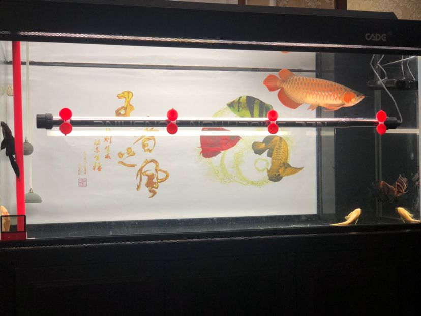 怎樣清除魚缸里的螺 怎樣清除魚缸里的螺絲視頻 祥龍水族醫(yī)院 第2張