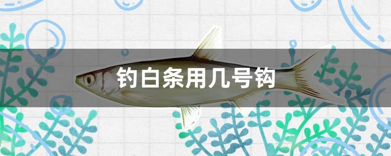 釣白條用幾號鉤 大白鯊魚 第1張