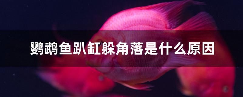 鸚鵡魚趴缸躲角落是什么原因 豬鼻龜 第1張