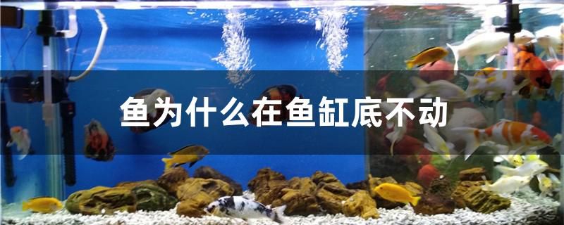 魚為什么在魚缸底不動 魚缸清潔用具 第1張