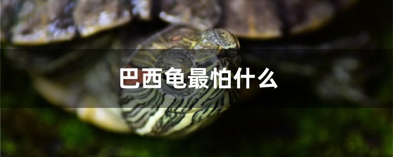 巴西龜最怕什么 水族用品 第1張