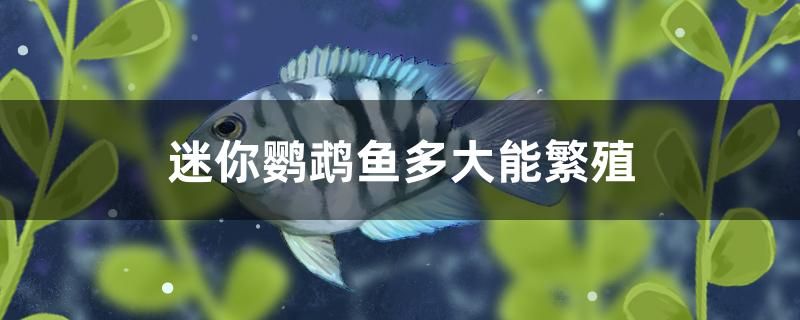 迷你鸚鵡魚多大能繁殖