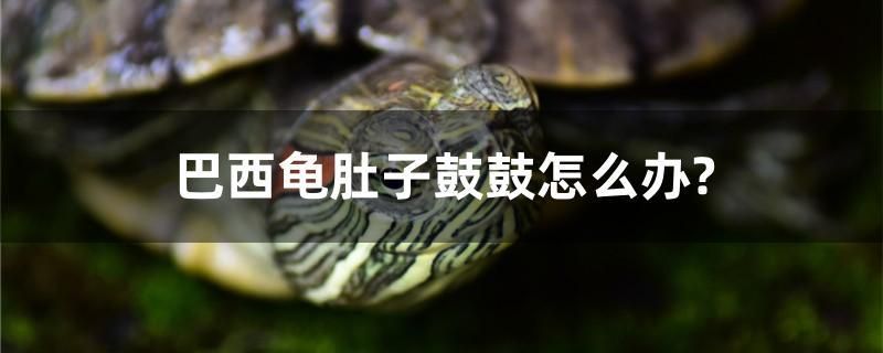 巴西龜肚子鼓鼓怎么辦？ 祥龍水族濾材/器材 第1張