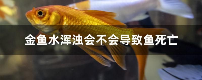 金魚水渾濁會(huì)不會(huì)導(dǎo)致魚死亡 杰西卡恐龍魚 第1張