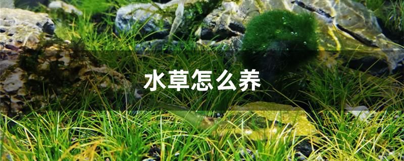 水草怎么養(yǎng) 紅尾平克魚 第1張