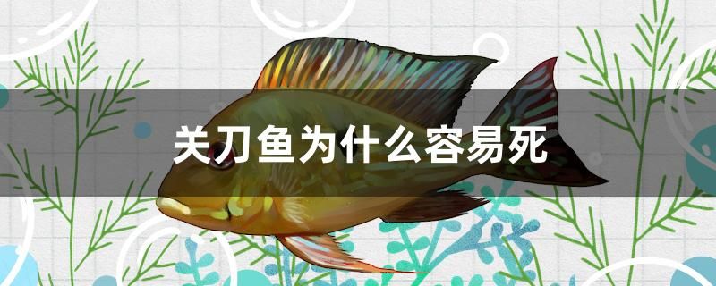 關(guān)刀魚為什么容易死